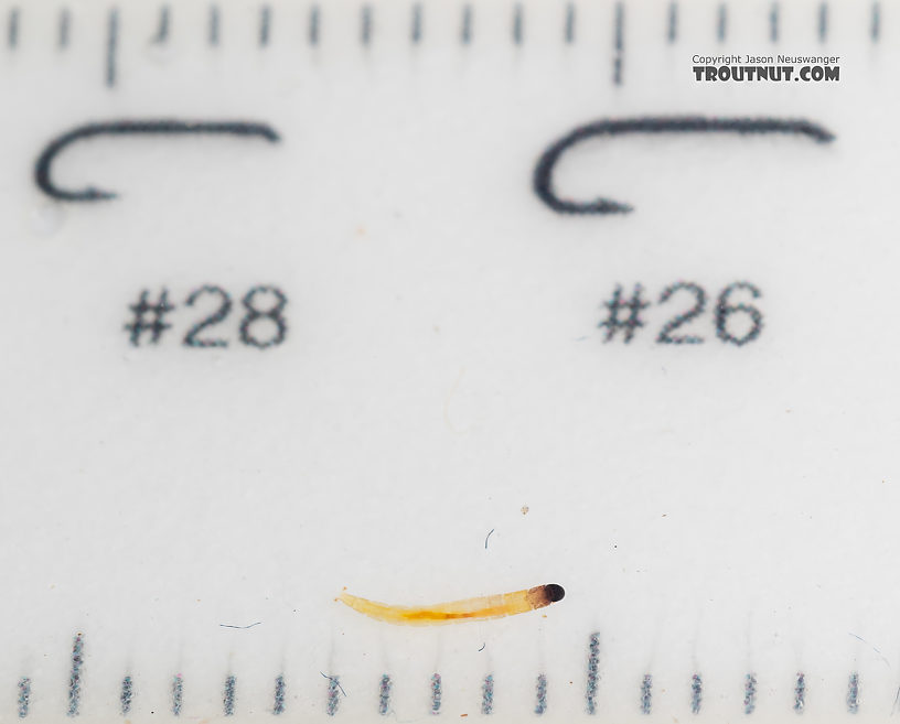 Chironomidae (Midges) Midge Larva from Mystery Creek #249 in Washington