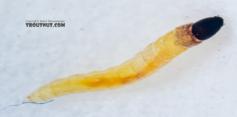 Chironomidae (Midges) Midge Larva from Mystery Creek #249 in Washington