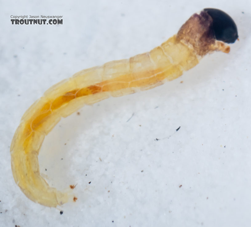 Chironomidae (Midges) Midge Larva from Mystery Creek #249 in Washington