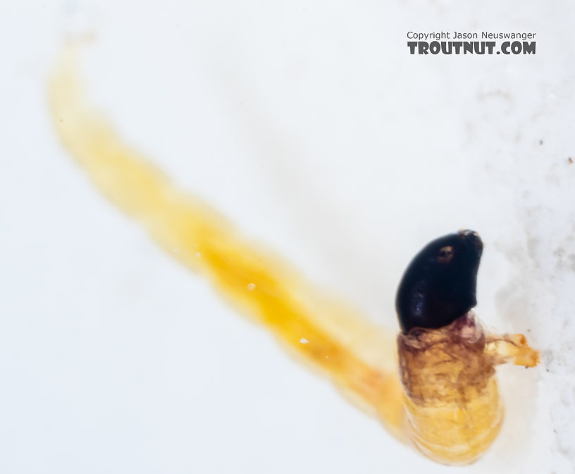 Chironomidae (Midges) Midge Larva from Mystery Creek #249 in Washington