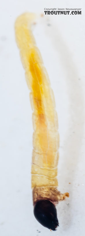 Chironomidae (Midges) Midge Larva from Mystery Creek #249 in Washington