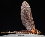 Female Paraleptophlebia (Blue Quills and Mahogany Duns) Mayfly Dun