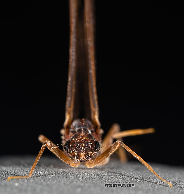 Female Paraleptophlebia (Blue Quills and Mahogany Duns) Mayfly Dun from Mystery Creek #250 in Washington