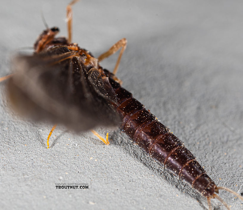 Female Paraleptophlebia (Blue Quills and Mahogany Duns) Mayfly Dun from Mystery Creek #250 in Washington