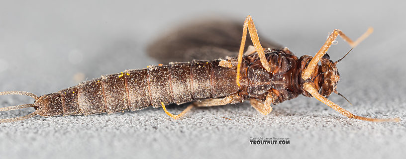 Female Paraleptophlebia (Blue Quills and Mahogany Duns) Mayfly Dun from Mystery Creek #250 in Washington