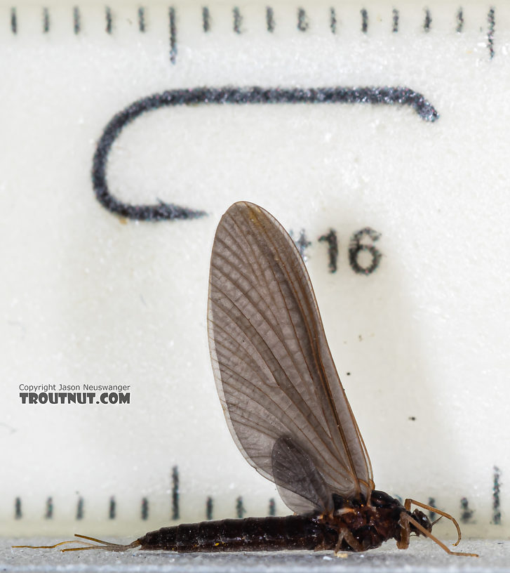 Female Paraleptophlebia (Blue Quills and Mahogany Duns) Mayfly Dun from Mystery Creek #250 in Washington