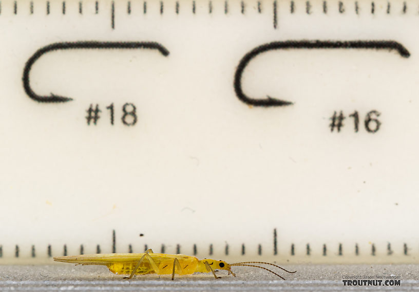 Female Suwallia pallidula (Sallfly) Stonefly Adult from Mystery Creek #199 in Washington