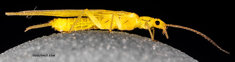 Female Suwallia pallidula (Sallfly) Stonefly Adult from Mystery Creek #199 in Washington