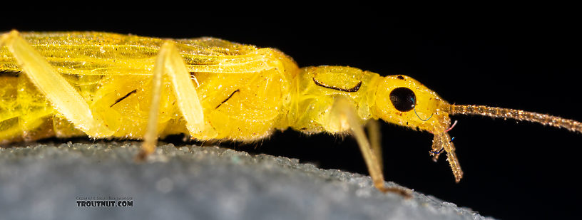 Female Suwallia pallidula (Sallfly) Stonefly Adult from Mystery Creek #199 in Washington