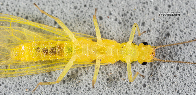 Female Suwallia pallidula (Sallfly) Stonefly Adult from Mystery Creek #199 in Washington