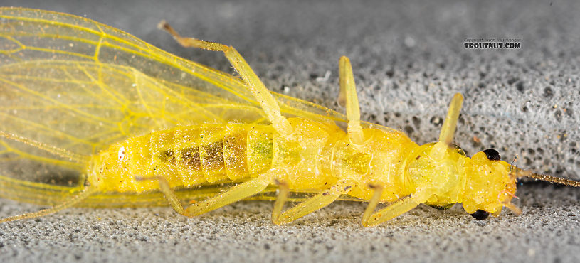 Female Suwallia pallidula (Sallfly) Stonefly Adult from Mystery Creek #199 in Washington