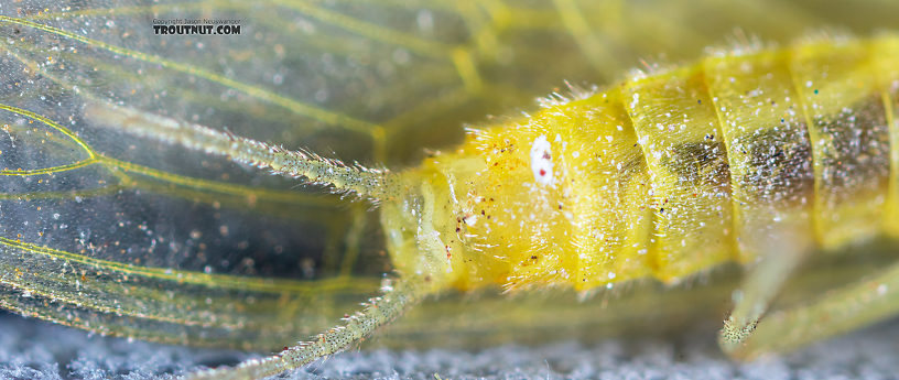 Female Suwallia pallidula (Sallfly) Stonefly Adult from Mystery Creek #199 in Washington