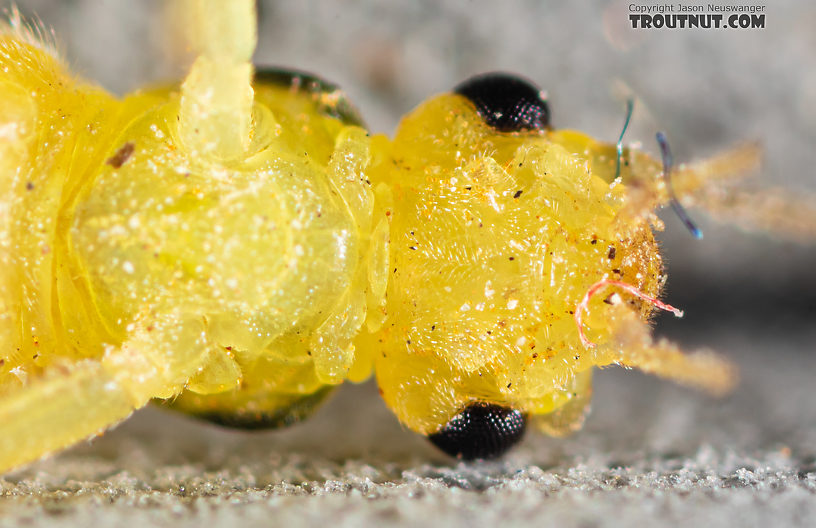 Female Suwallia pallidula (Sallfly) Stonefly Adult from Mystery Creek #199 in Washington