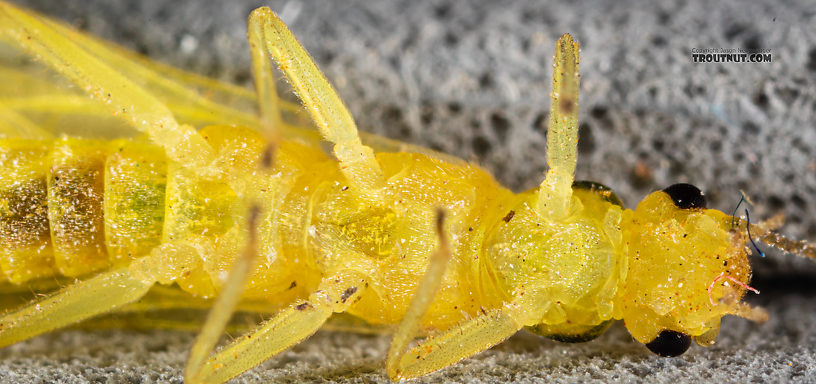 Female Suwallia pallidula (Sallfly) Stonefly Adult from Mystery Creek #199 in Washington