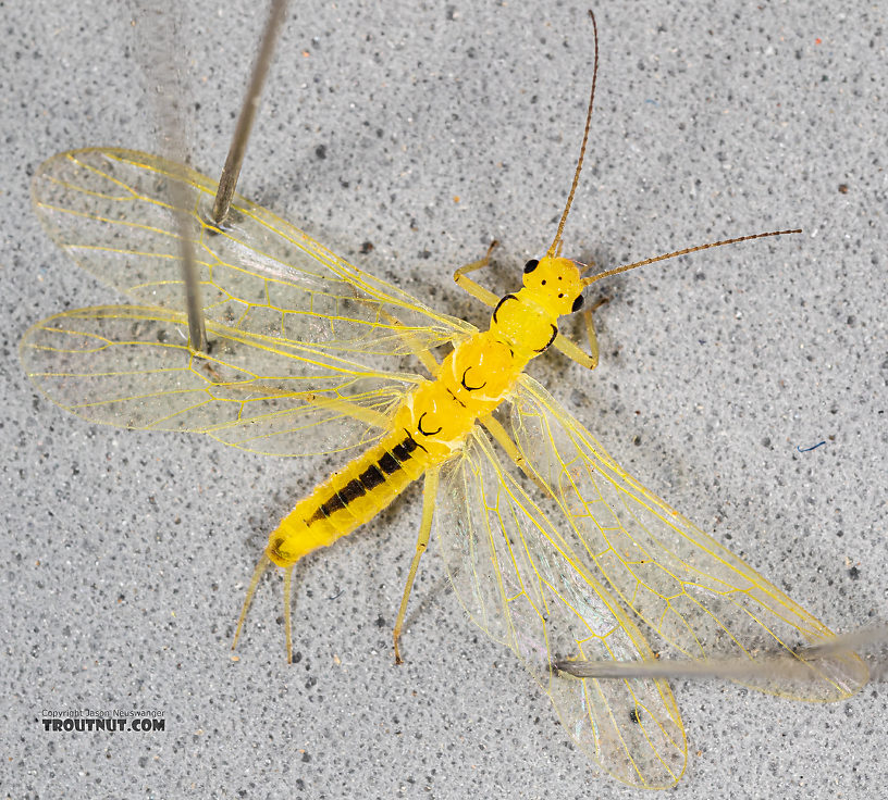 Female Suwallia pallidula (Sallfly) Stonefly Adult from Mystery Creek #199 in Washington