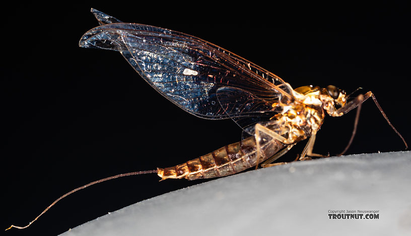 Female Ameletus (Brown Duns) Mayfly Spinner from Mystery Creek #199 in Washington