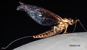 Female Ameletus (Brown Duns) Mayfly Spinner