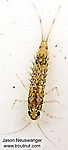 Baetidae (Blue-Winged Olives) Mayfly Nymph