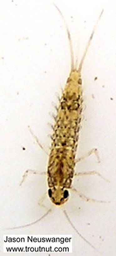 Baetidae (Blue-Winged Olives) Mayfly Nymph from unknown in Wisconsin