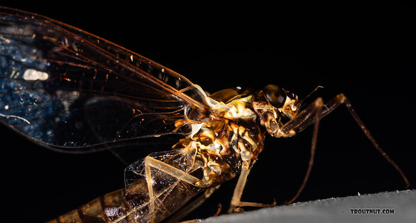 Female Ameletus (Brown Duns) Mayfly Spinner from Mystery Creek #199 in Washington