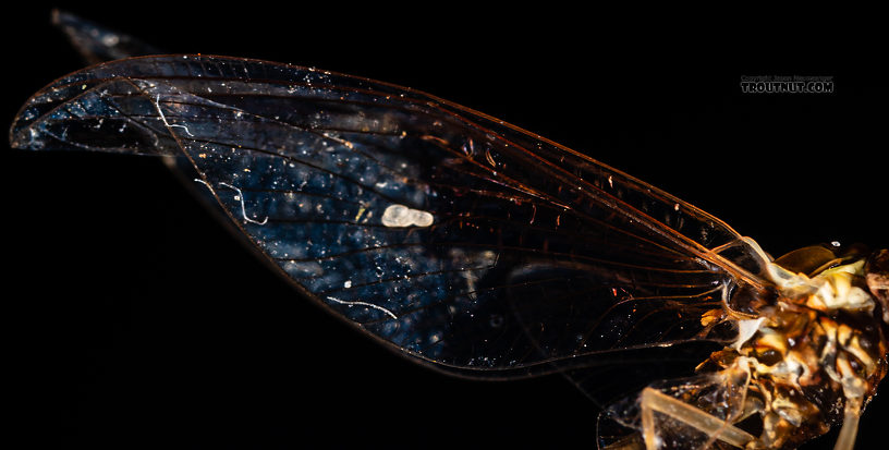 Female Ameletus (Brown Duns) Mayfly Spinner from Mystery Creek #199 in Washington