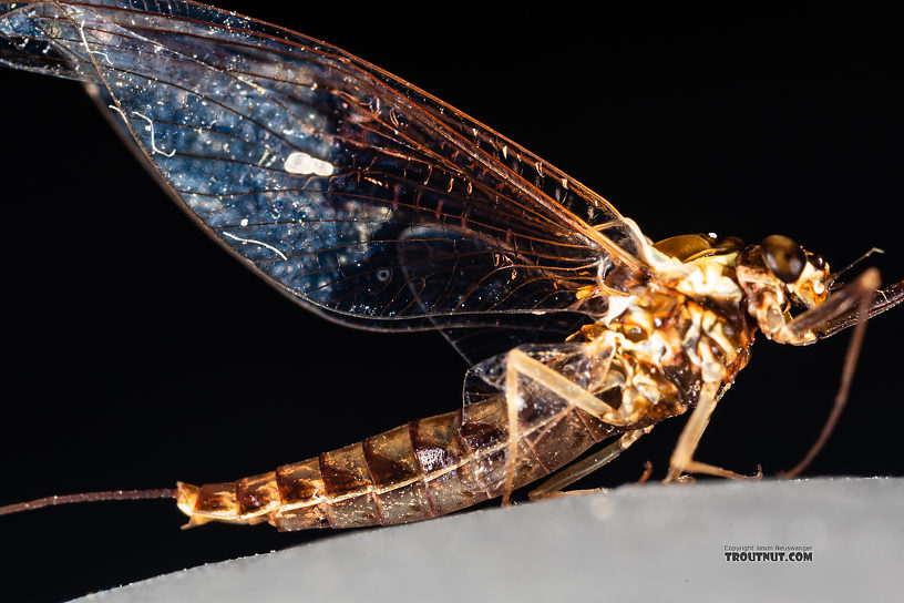 Female Ameletus (Brown Duns) Mayfly Spinner from Mystery Creek #199 in Washington