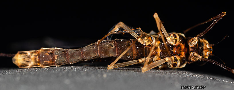 Female Ameletus (Brown Duns) Mayfly Spinner from Mystery Creek #199 in Washington