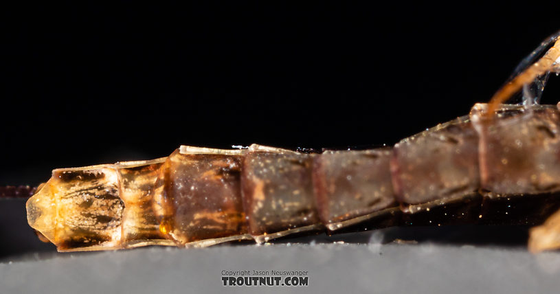 Female Ameletus (Brown Duns) Mayfly Spinner from Mystery Creek #199 in Washington