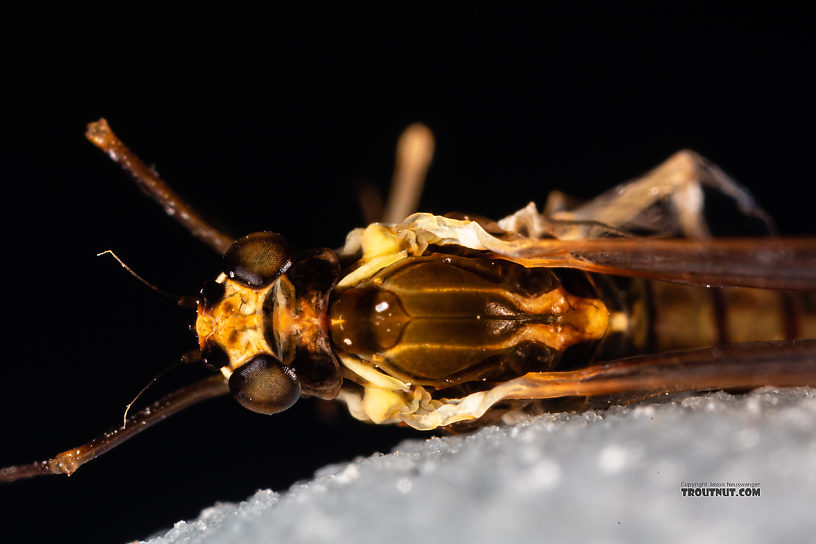 Female Ameletus (Brown Duns) Mayfly Spinner from Mystery Creek #199 in Washington