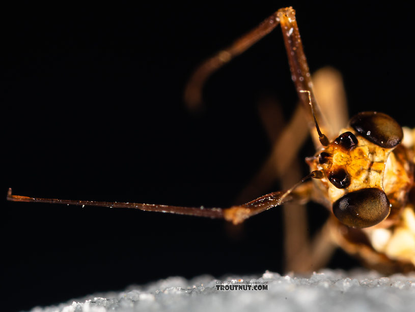 Female Ameletus (Brown Duns) Mayfly Spinner from Mystery Creek #199 in Washington