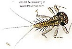 Leucrocuta hebe (Little Yellow Quill) Mayfly Nymph