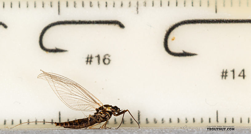 Female Ameletus (Brown Duns) Mayfly Spinner from Mystery Creek #199 in Washington