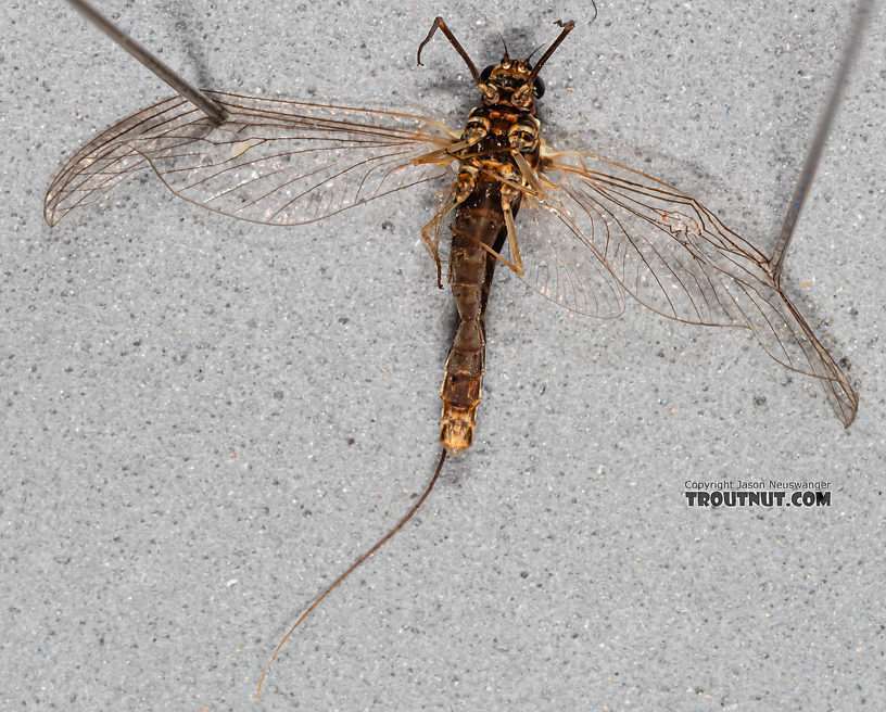 Female Ameletus (Brown Duns) Mayfly Spinner from Mystery Creek #199 in Washington