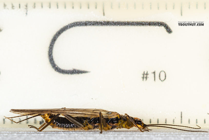 Female Kogotus nonus Stonefly Adult from Mystery Creek #199 in Washington