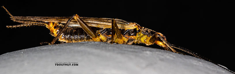 Female Kogotus nonus Stonefly Adult from Mystery Creek #199 in Washington