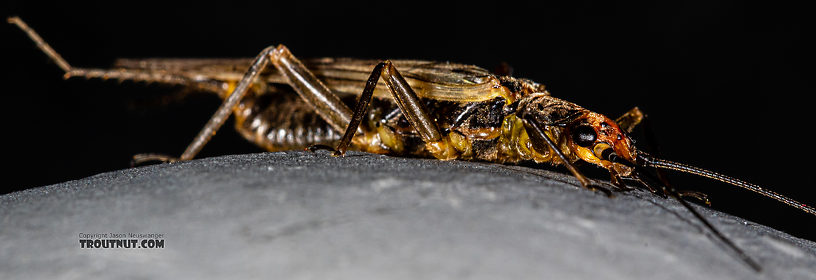 Female Kogotus nonus Stonefly Adult from Mystery Creek #199 in Washington