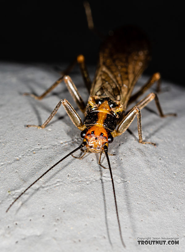 Female Kogotus nonus Stonefly Adult from Mystery Creek #199 in Washington