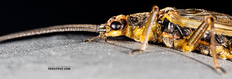 Female Kogotus nonus Stonefly Adult from Mystery Creek #199 in Washington