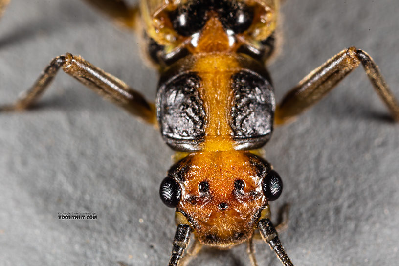 Female Kogotus nonus Stonefly Adult from Mystery Creek #199 in Washington