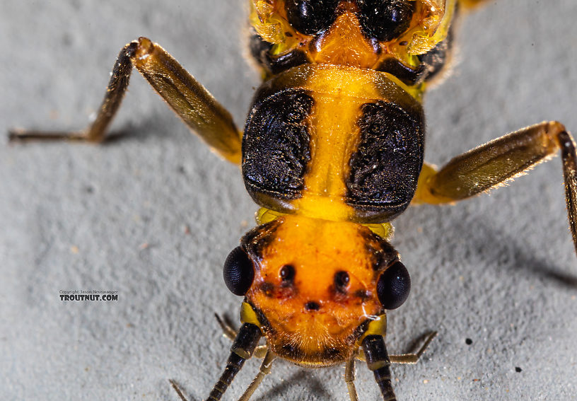 Female Kogotus nonus Stonefly Adult from Mystery Creek #199 in Washington