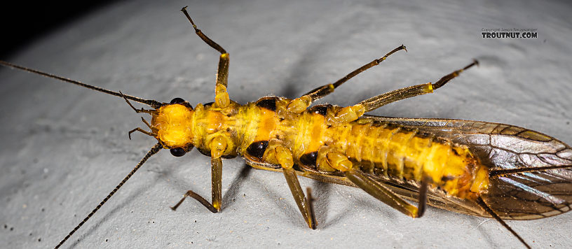 Female Kogotus nonus Stonefly Adult from Mystery Creek #199 in Washington