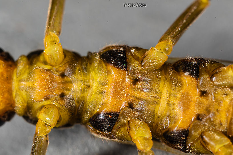 Female Kogotus nonus Stonefly Adult from Mystery Creek #199 in Washington