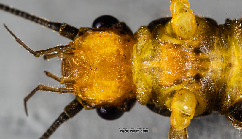 Female Kogotus nonus Stonefly Adult from Mystery Creek #199 in Washington