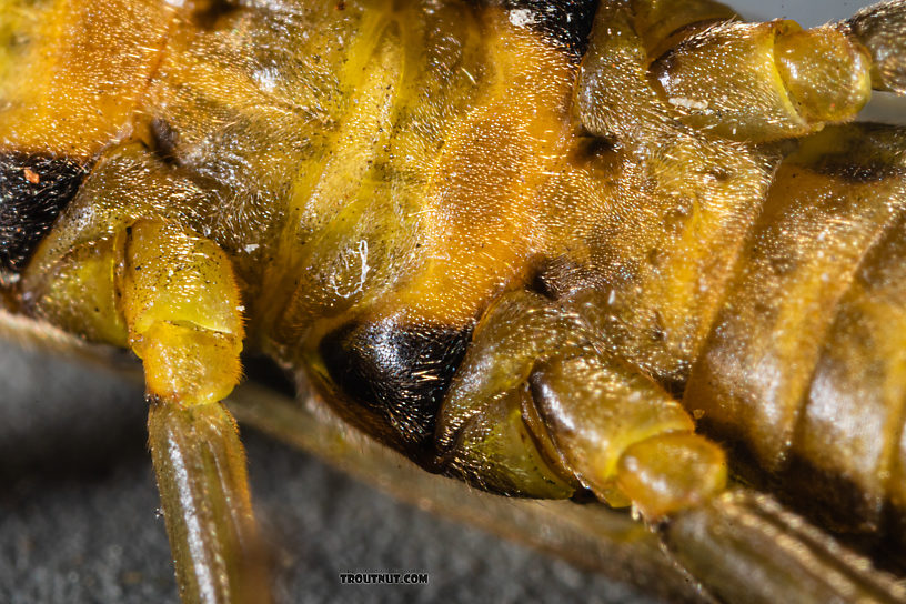 Female Kogotus nonus Stonefly Adult from Mystery Creek #199 in Washington