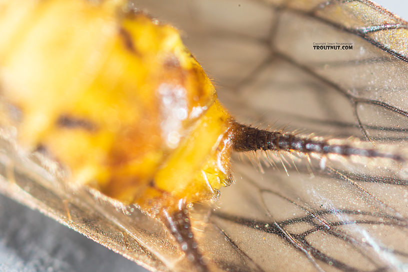 Female Kogotus nonus Stonefly Adult from Mystery Creek #199 in Washington