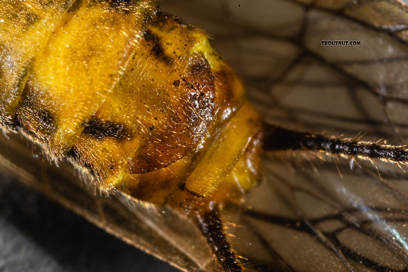 Female Kogotus nonus Stonefly Adult from Mystery Creek #199 in Washington