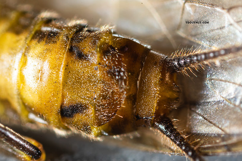 Female Kogotus nonus Stonefly Adult from Mystery Creek #199 in Washington