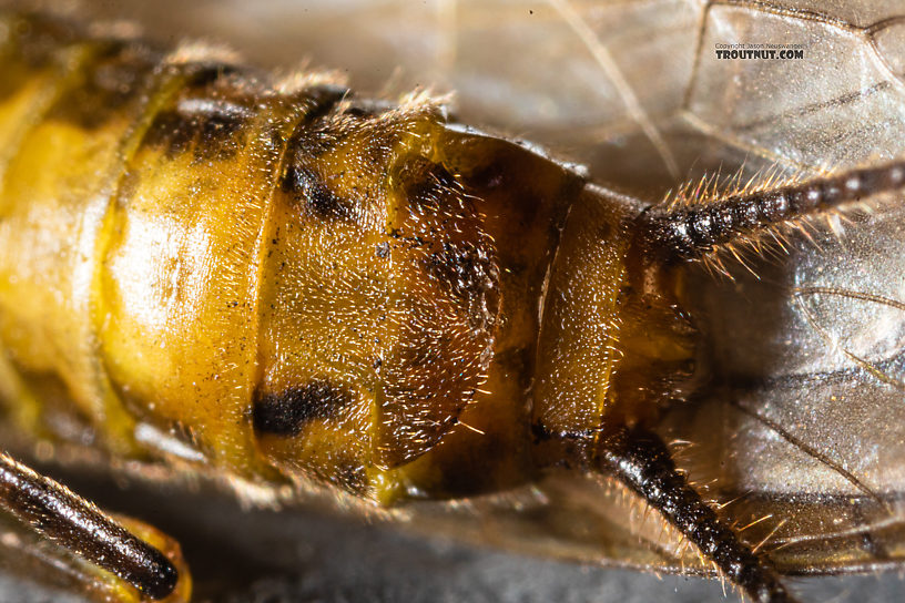 Female Kogotus nonus Stonefly Adult from Mystery Creek #199 in Washington