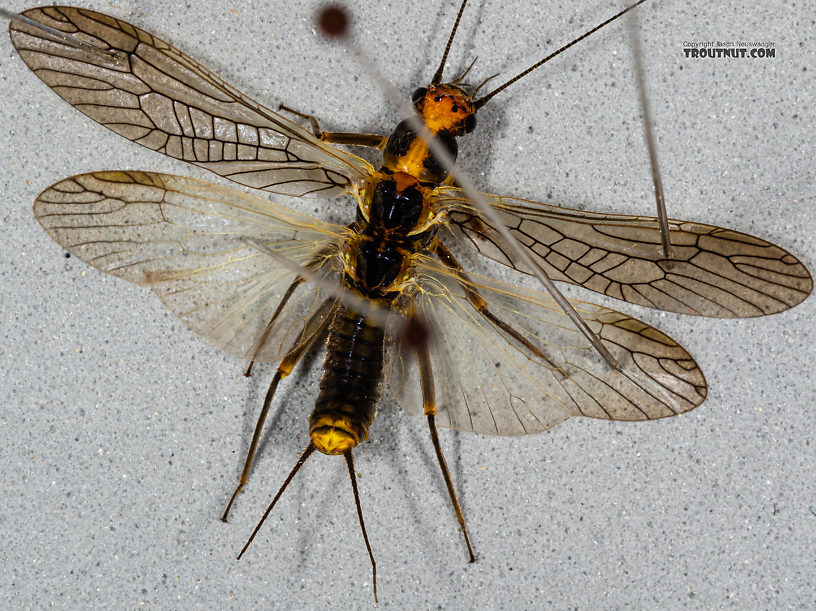 Female Kogotus nonus Stonefly Adult from Mystery Creek #199 in Washington