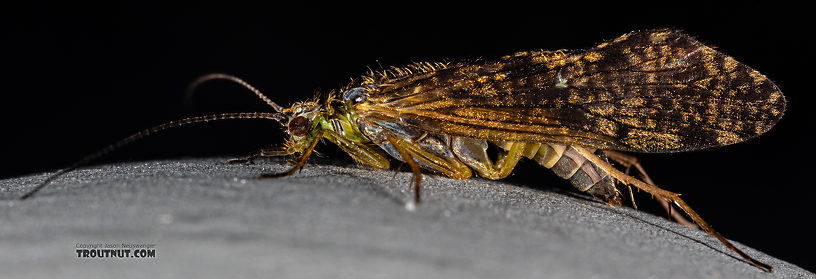 Rhyacophila (Green Sedges) Caddisfly Adult from Mystery Creek #199 in Washington